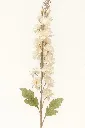 Image.webp