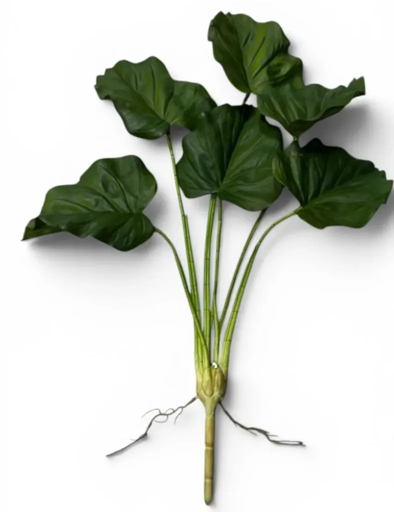 [ورق الكالا] Calla leaf
