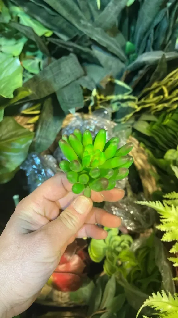 عرق صبار صغير اخضر فاتح