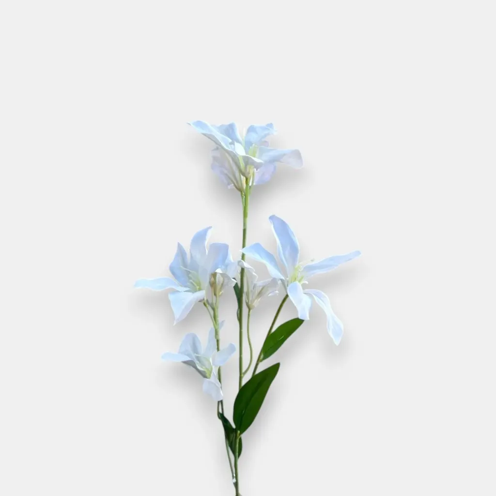 Magnolia rose