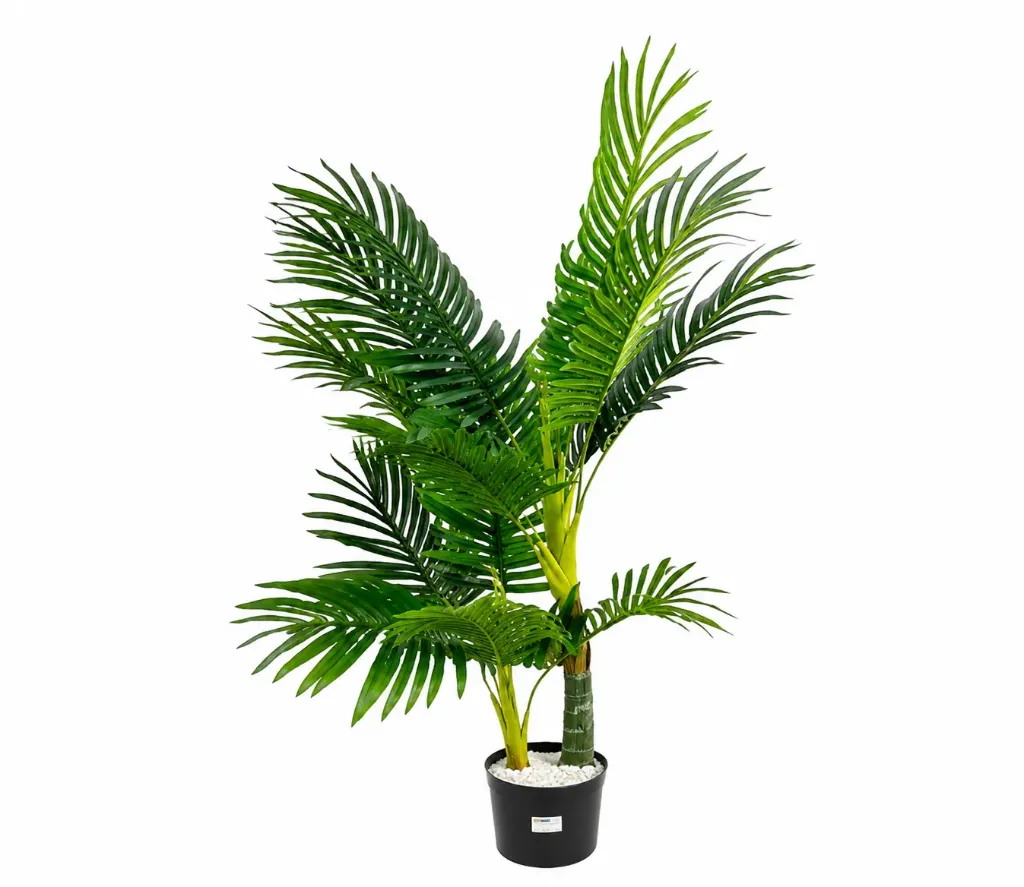 Areca Tree with Light Green Trunk