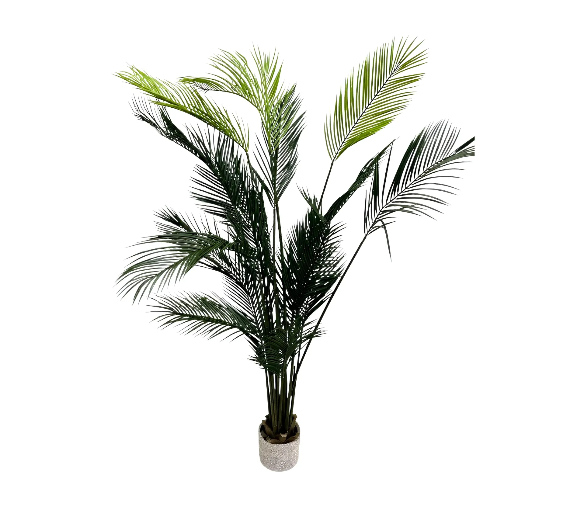 Erica tree