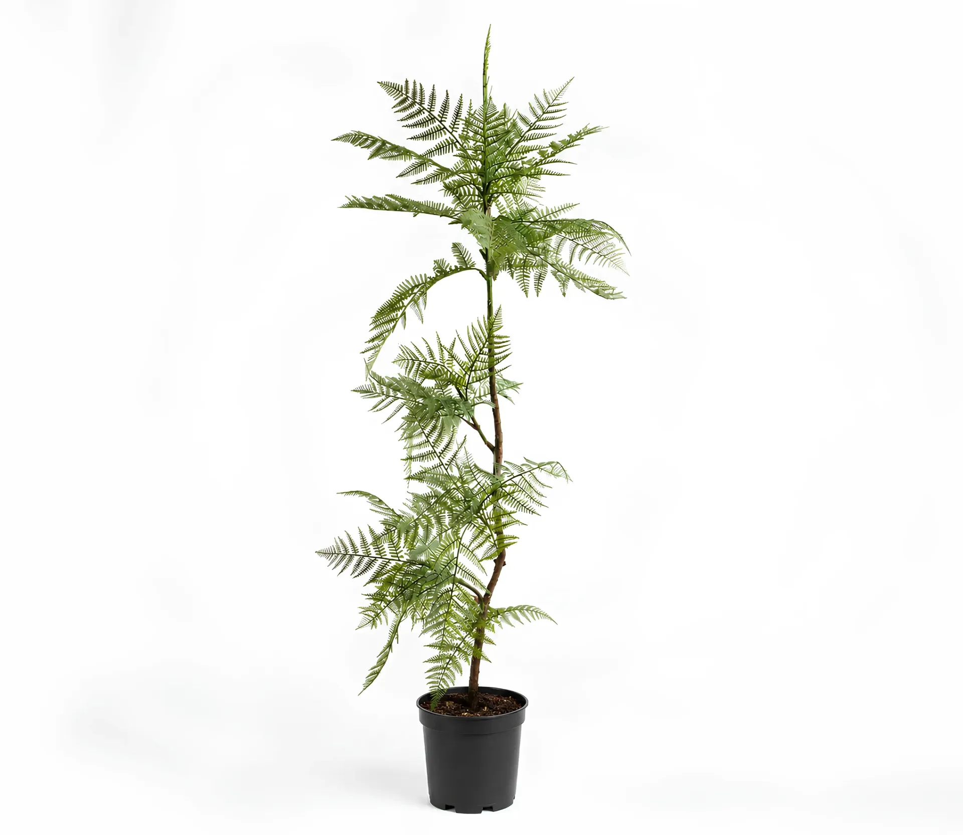 Fern tree