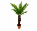 Fern Palm Tree