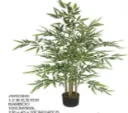 Bamboo 