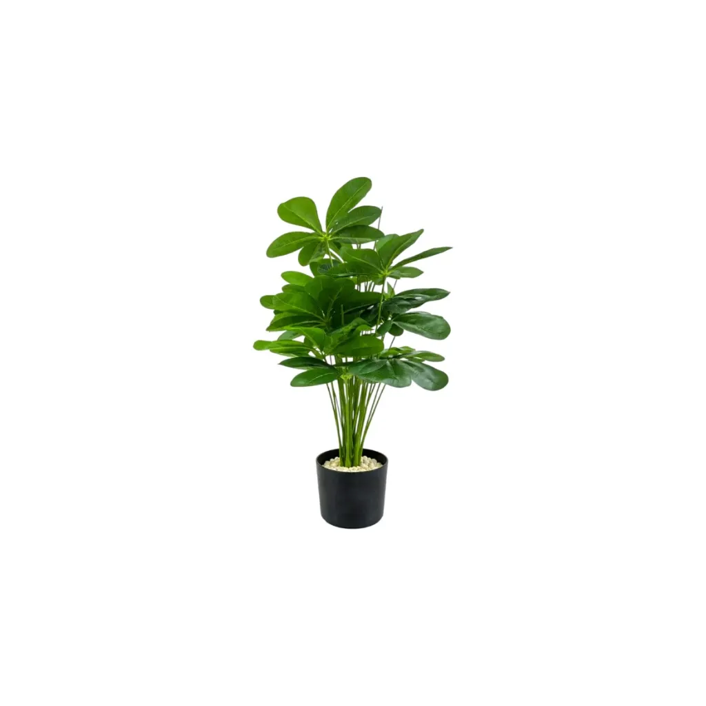 [12] شجرة اكواتيكا (Small)