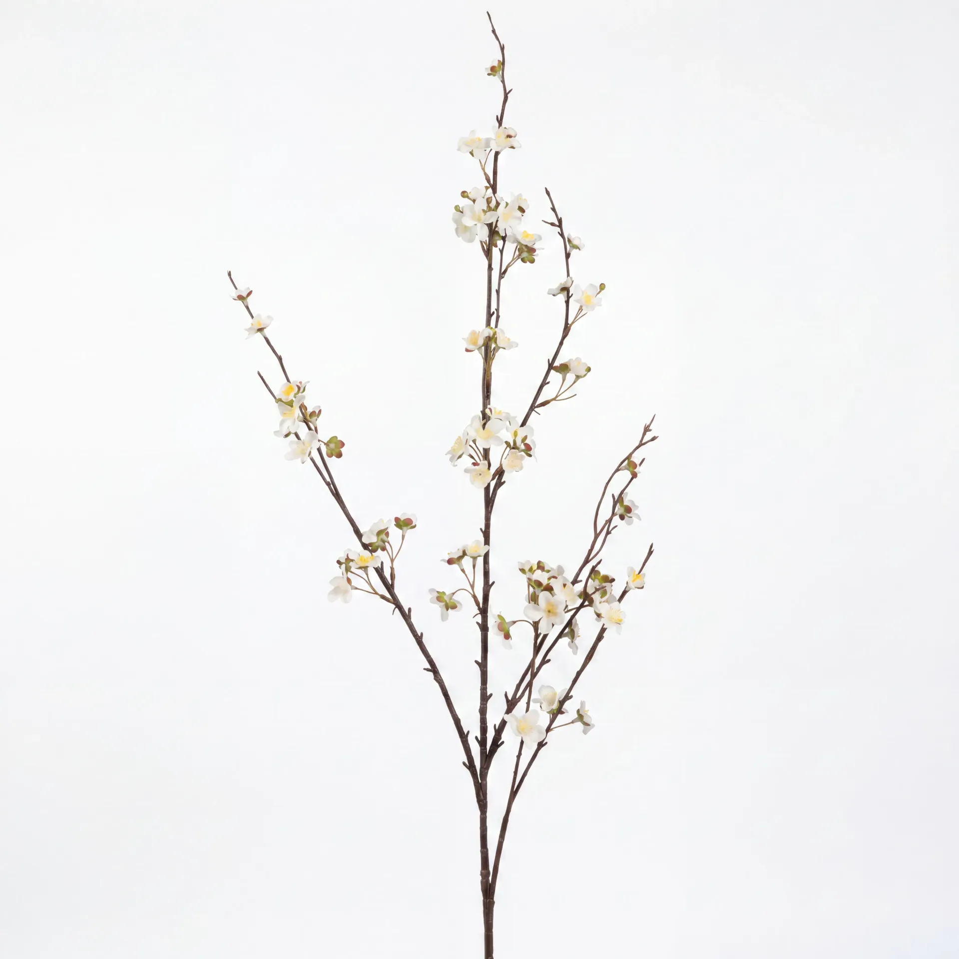 [YSZ عروق مشمش لون ابيض] ورد مشمش (White)